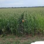 Corn Test Plots 1