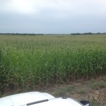 Corn Test Plots 2