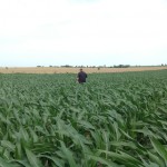 Early Corn Inspection