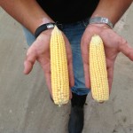 Early Test Corn vs Check