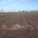 Soybean Crop Coming Up 1