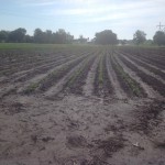 Soybean Crop Coming Up 2