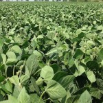 Soybean Crop Midyear