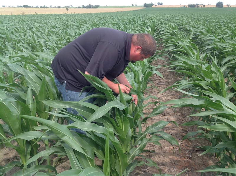 Looking Back at the 2013 Corn Season – BigYield