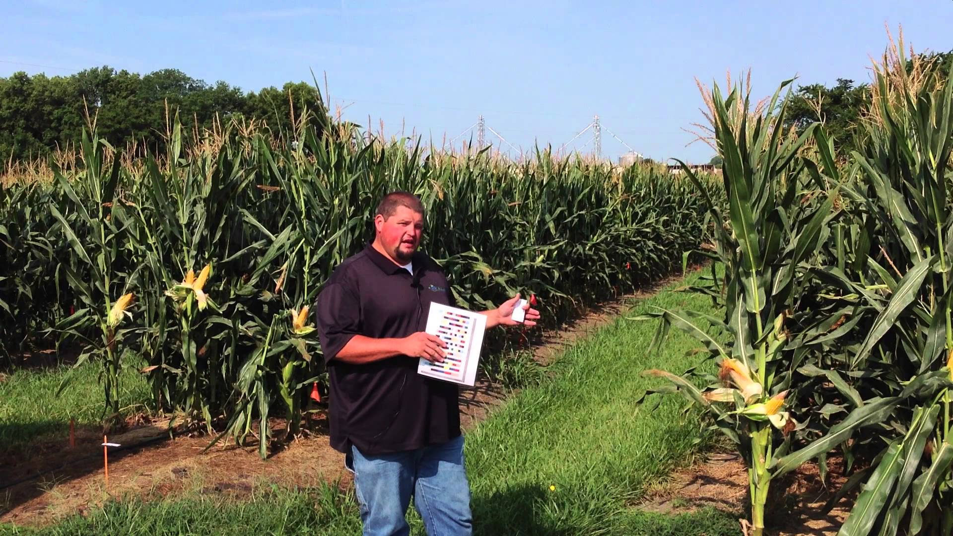 high-yield-corn-plot-at-the-farm-research-center-bigyield