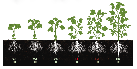 BigSweetYield DB – BigYield