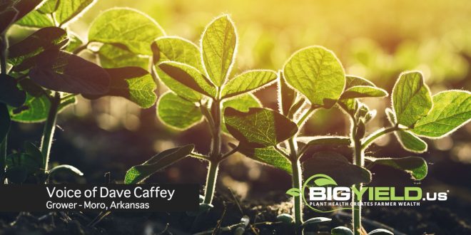 Arkansas Grower Shares His Experience with Big Yield Products